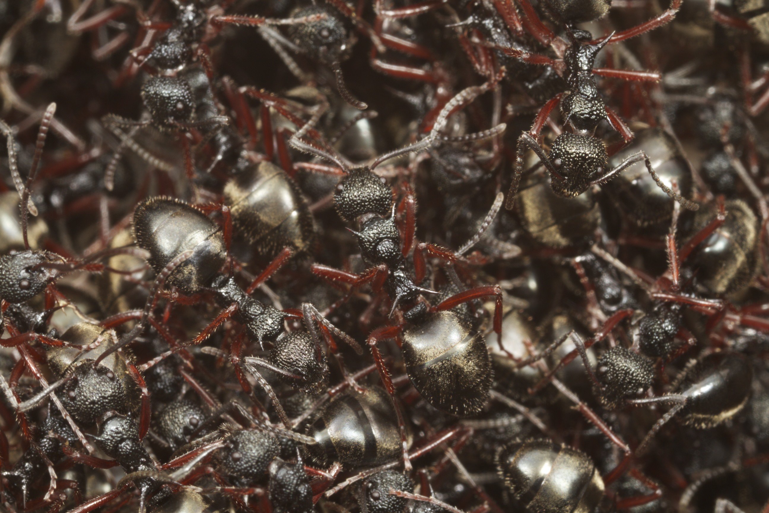 Black Ants Canberra 13