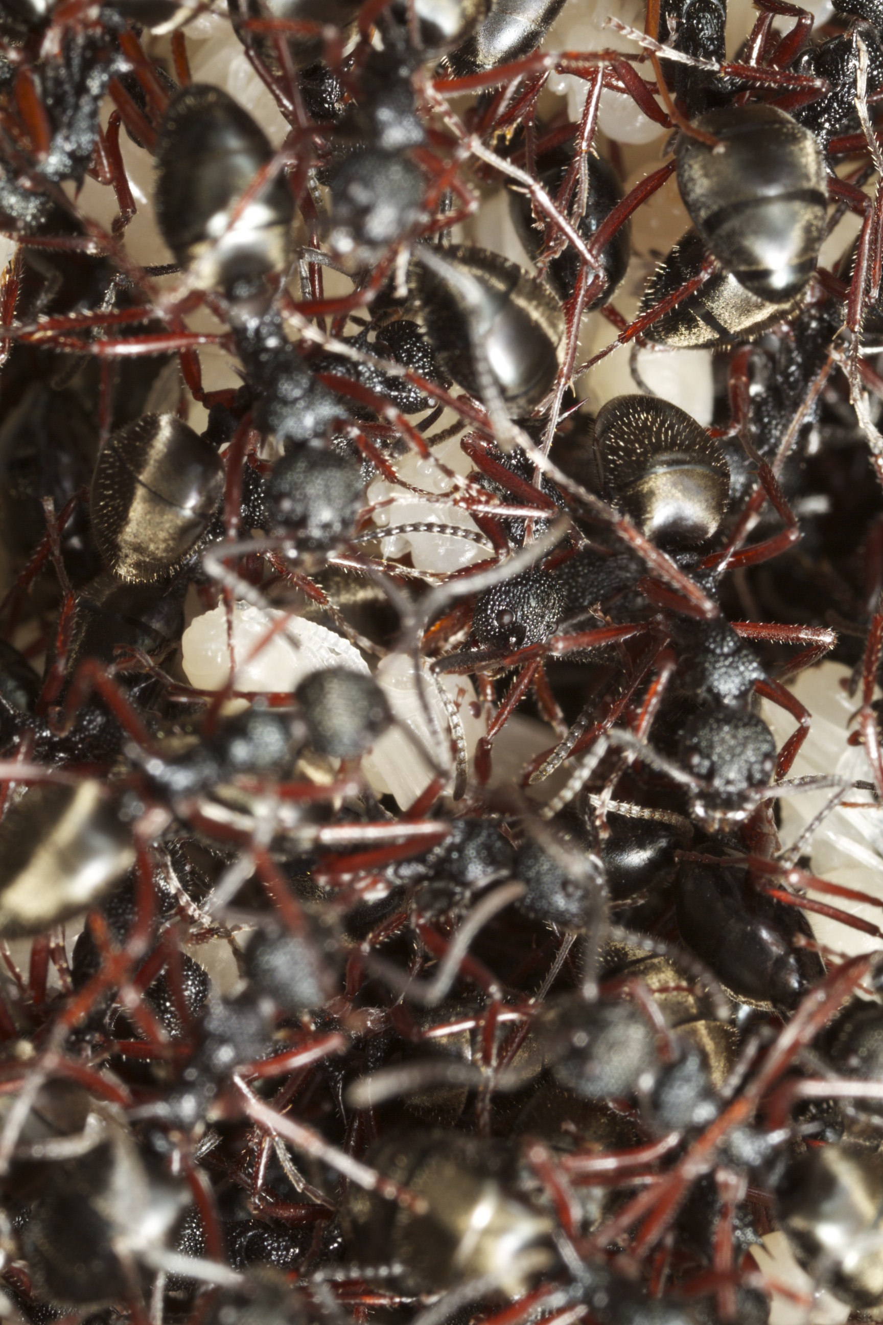Black Ants Canberra 43